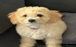 Cavapoochon dogs for sale: *REDUCED* last baby girlLeft  fully vaccinated  in Liverpool - Image 5