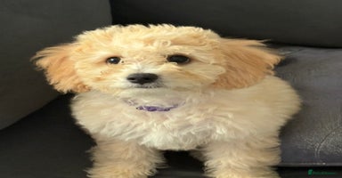 Cavapoochon dogs in Liverpool - Advert 9