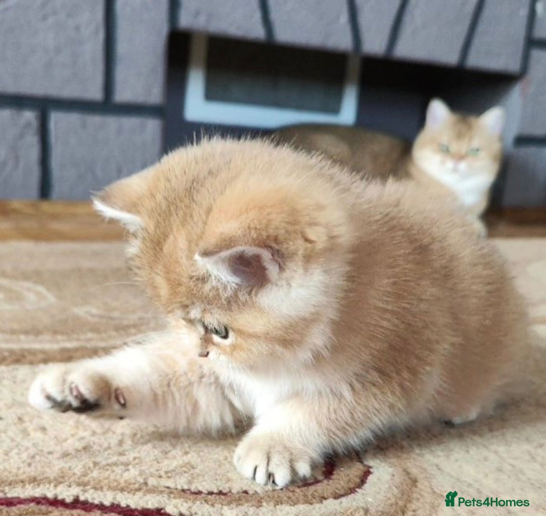 British Shorthair cats for stud: Pedigree Golden BSHstud, Green eyes, Active rgstrd - Advert 14