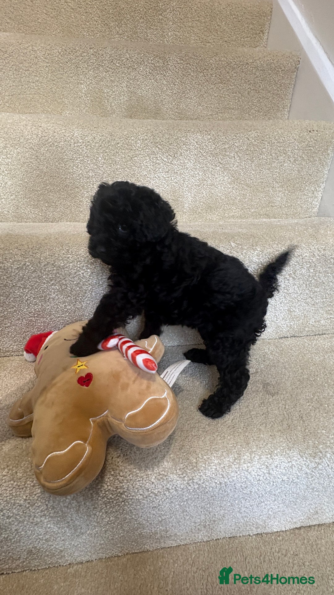 Lhasapoo dogs for sale: ***2 stunning lhasapoos ready this week*** - Advert 5