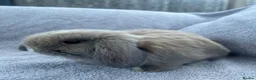 Mini Lop rabbits for sale: Mini lop bunnies  in Cannock - Advert 8