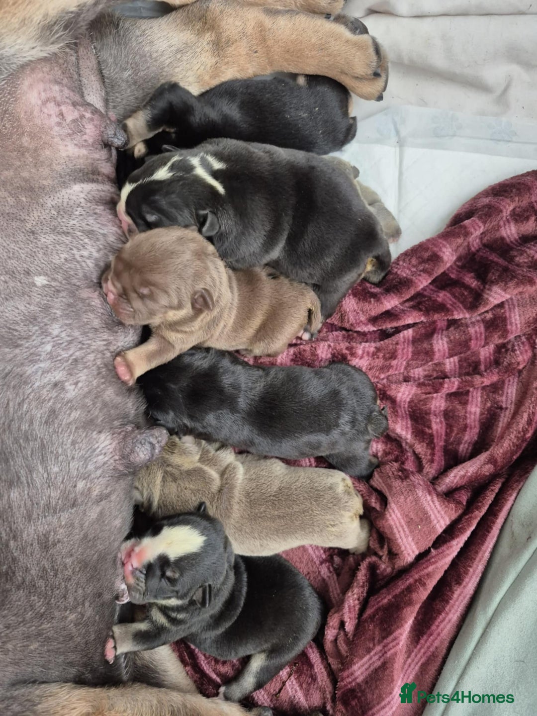 English Bulldog dogs for sale: English bulldogs! SERIOUS DNA  - Image 8
