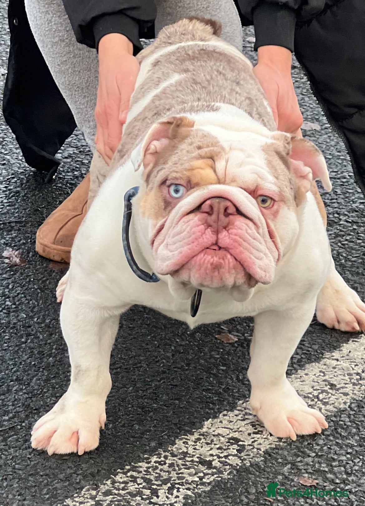 English Bulldog dogs English bulldog Stud  - Advert 4