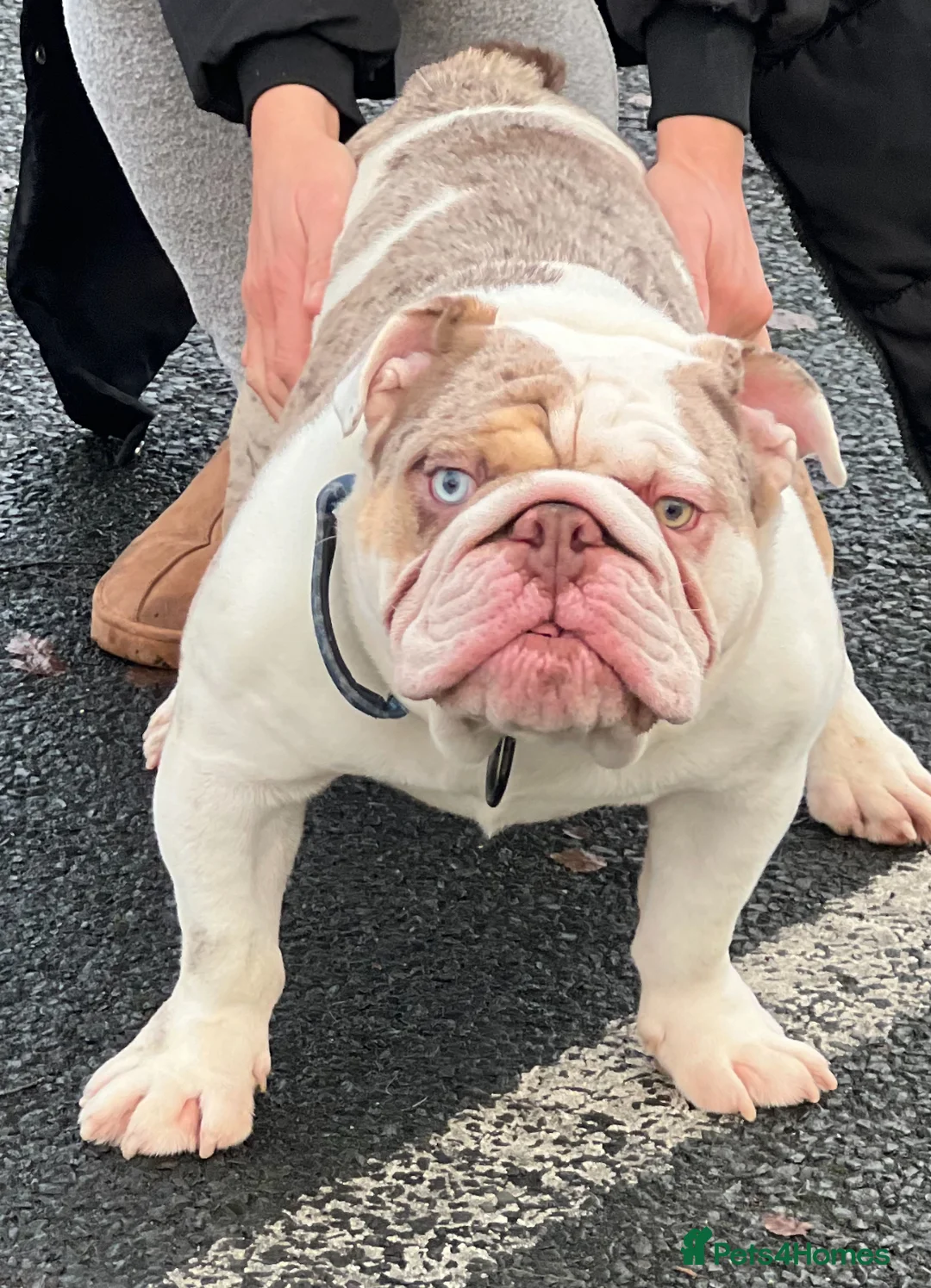 English Bulldog dogs for stud: English bulldog Stud  - Advert 1