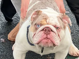 English Bulldog dogs English bulldog Stud - Advert 4