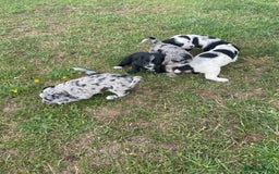 Mixed Breed dogs for sale: Rare Dalmadoodle puppies 🐶 🩷  - Image 6