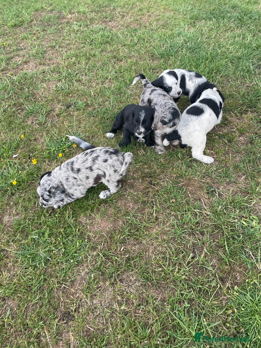 Mixed Breed dogs for sale: Rare Dalmadoodle puppies 🐶 🩷  - Image 6