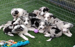 Border Collie dogs for sale: Stunning litter of blue merle border collies - Image 25