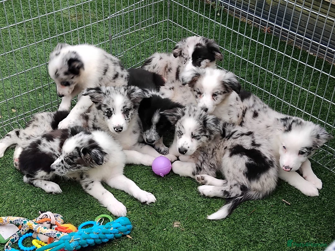 Border Collie dogs for sale: Stunning litter of blue merle border collies - Image 25