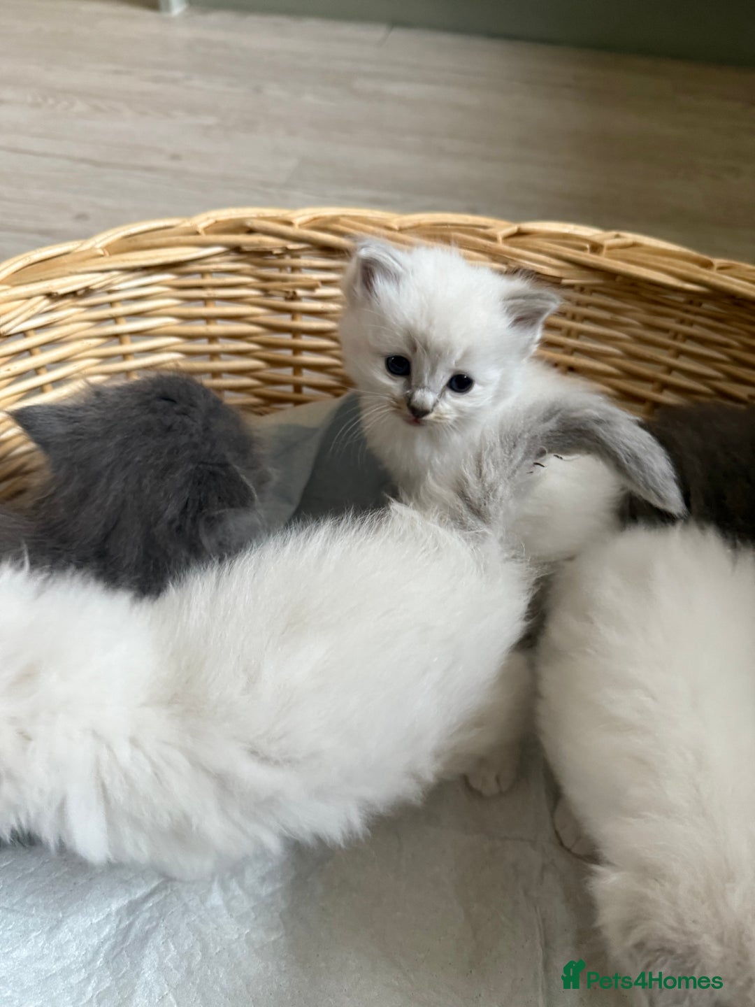 Ragdoll cats for sale: Beautiful Ragdoll kittens  - Image 5