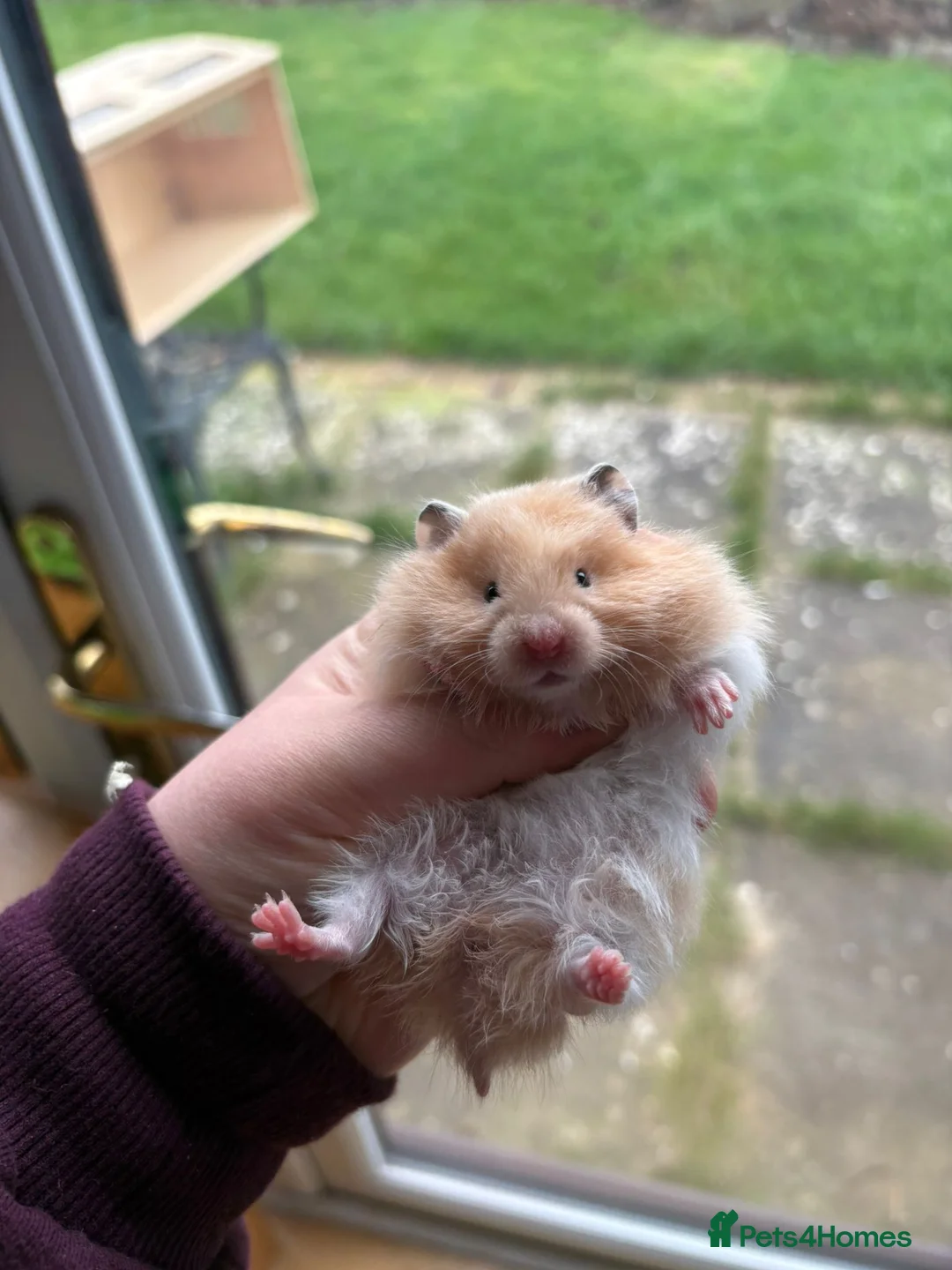 Hamster rodents for sale: Pedigree Syrian hamsters - Advert 11