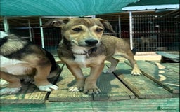 Mixed Breed dogs for adoption: 🎀 Tiny Zaza is Ready for Her Forever Home! - Image 5