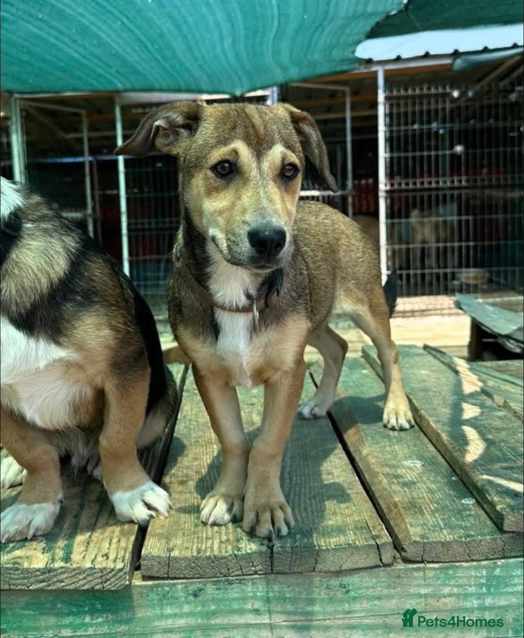 Mixed Breed dogs for adoption: 🎀 Tiny Zaza is Ready for Her Forever Home! - Image 5