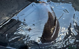 Koi Carp fish for sale: Japanese koi carp £100 each  - Image 31
