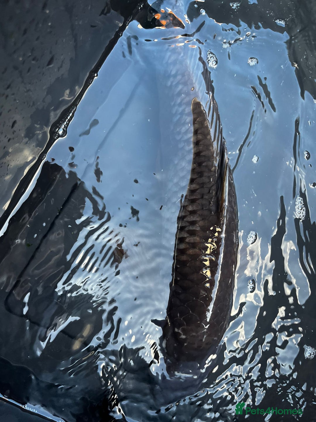 Koi Carp fish for sale: Japanese koi carp £100 each  - Image 31