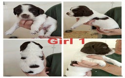 Sprocker dogs for sale: Lovely Sprocker Puppies  - Image 4