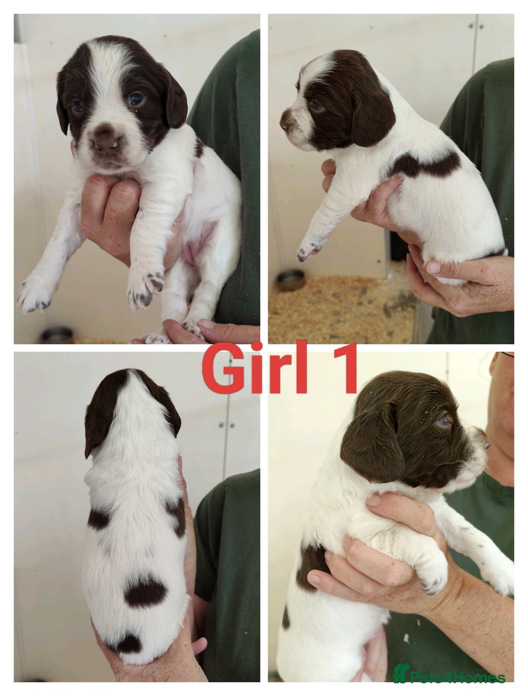 Sprocker dogs for sale: Lovely Sprocker Puppies  - Image 4