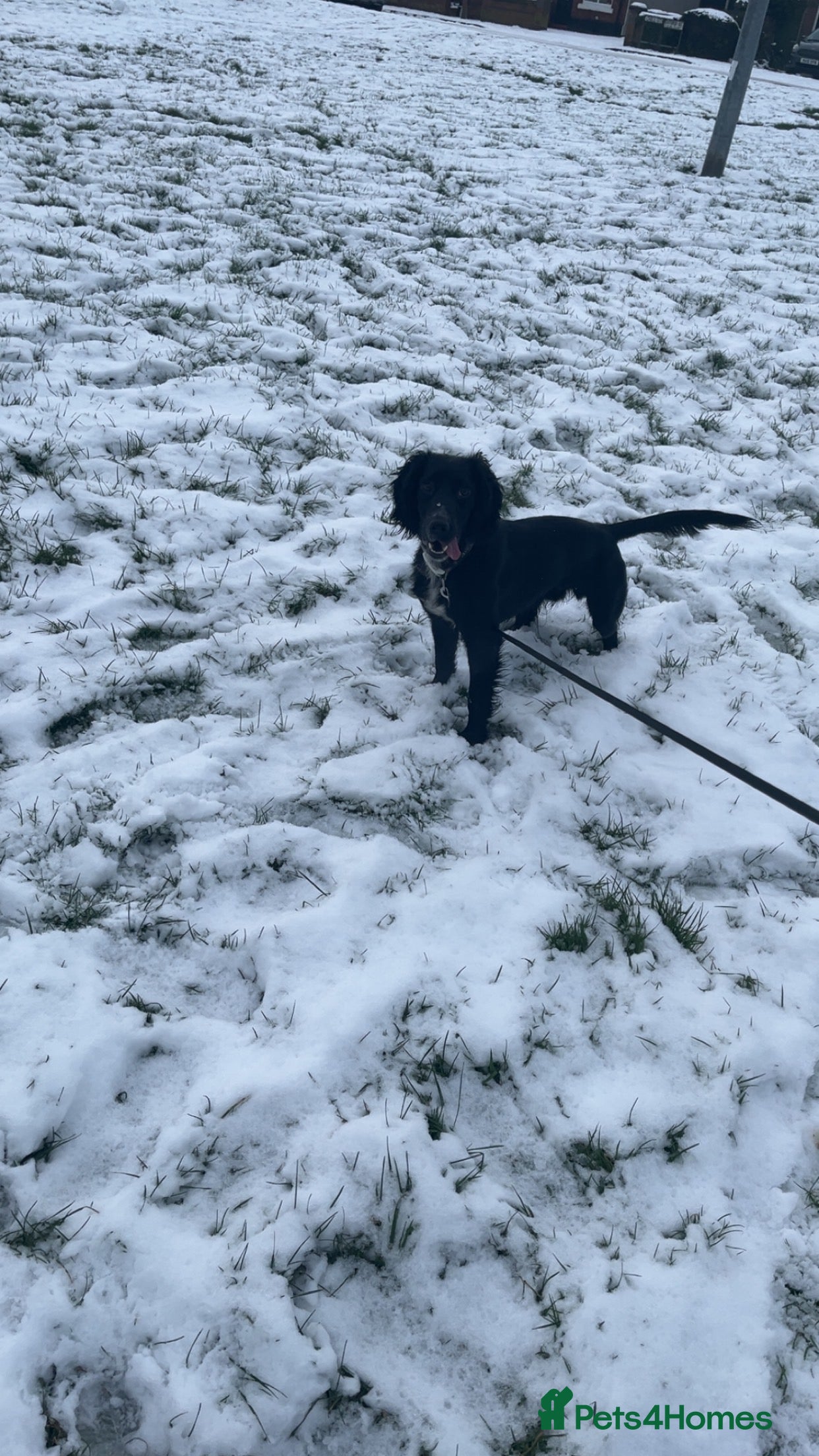 Cocker Spaniel dogs Bailey cocker spaniel  - Advert 1