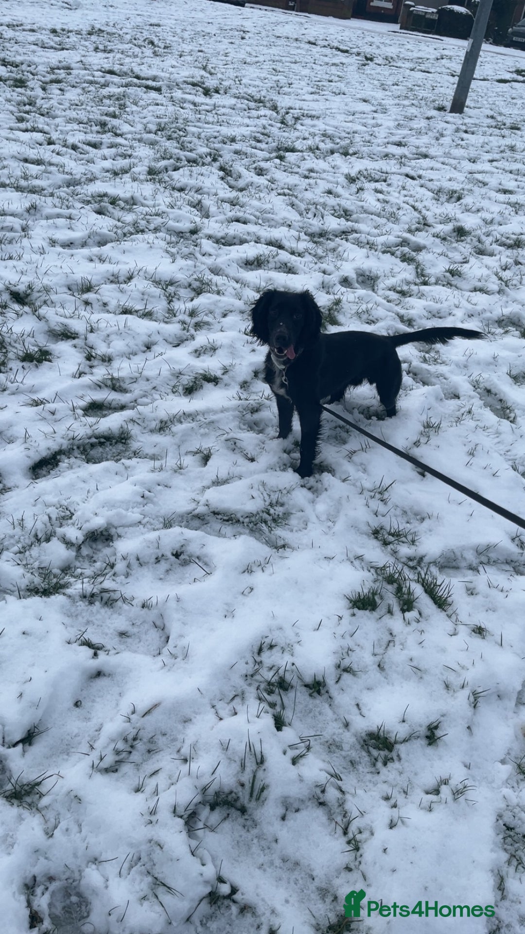 Cocker Spaniel dogs for sale: Bailey cocker spaniel  - Advert 1