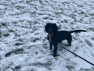 Cocker Spaniel dogs Bailey cocker spaniel - Advert 1