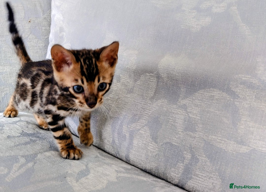 Bengal cats for sale: Kittens Bengal Pedigree tree blood line - Image 9