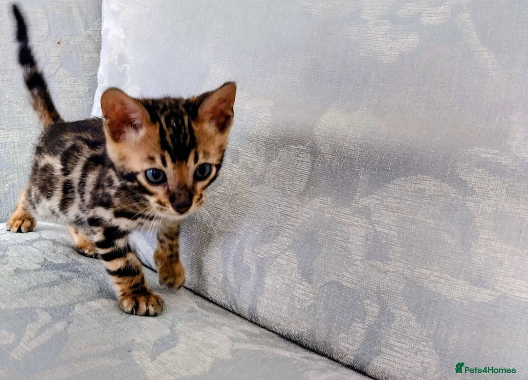 Bengal cats for sale: Kittens Bengal Pedigree tree blood line - Advert 17