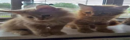 Maine Coon cats for sale: Full Mainecoon beautiful kittens  - Advert 3