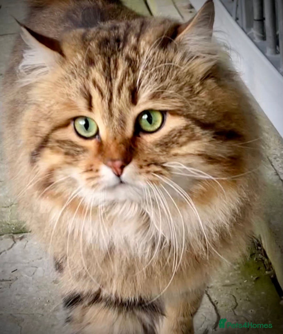 Siberian cats for sale: Hypoallergenic, fluffy, purebred healthy Siberians - Image 5