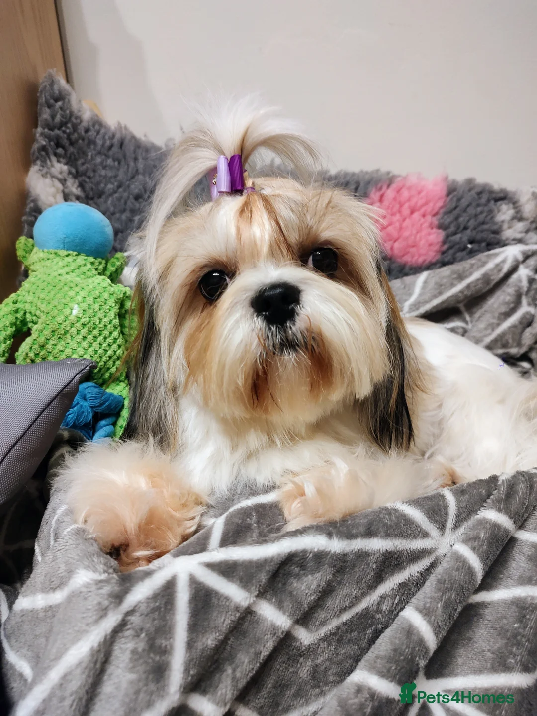 Shih Tzu dogs for sale: Beautiful Shih Tzu Puppies – Raised With Love - Advert 2