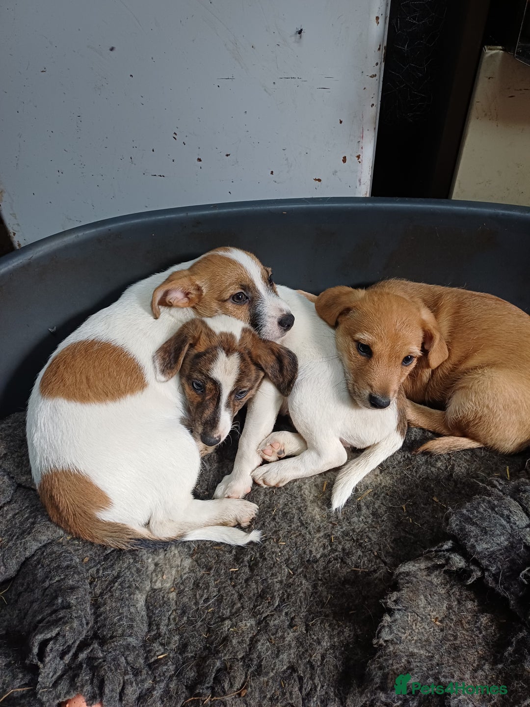 Jack Russell dogs for sale: Adorable Jack Russel Puppies  - Image 2