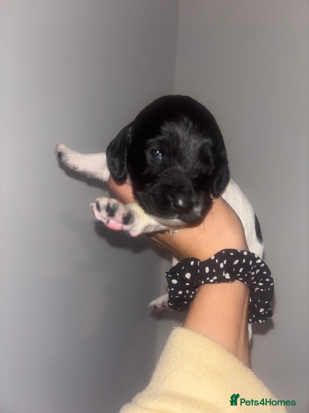 Cockapoo dogs for sale: Cockapoos puppies for sale *ready 19th feb* - Advert 6