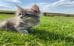 Maine Coon cats for sale: Xl Stunning Maine coon kittens  - Image 16