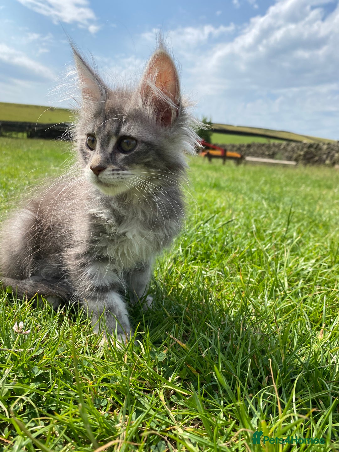 Maine Coon cats for sale: Xl Stunning Maine coon kittens  - Image 16