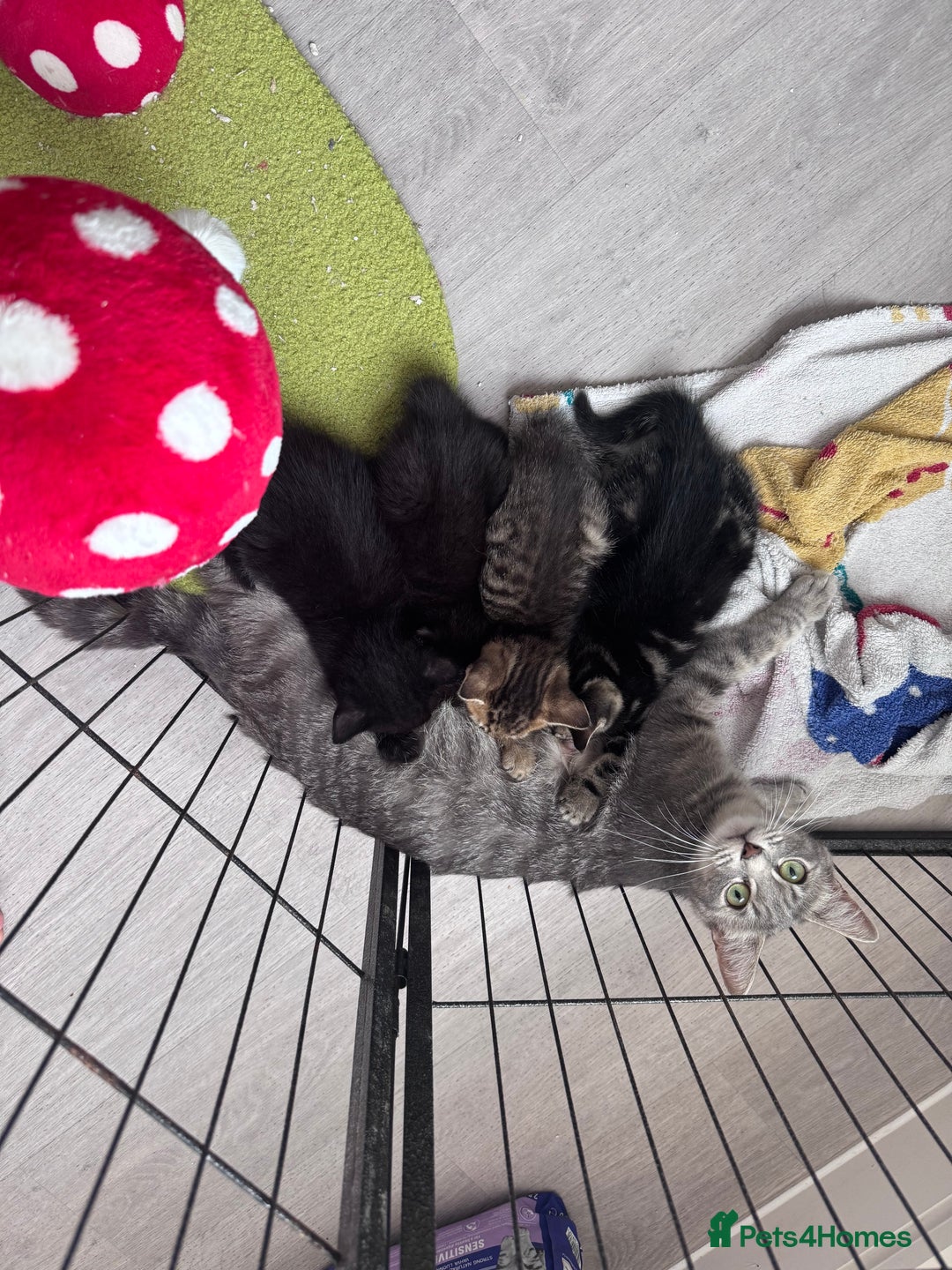 Mixed Breed cats for sale: 5 super cute kittens  - Image 28