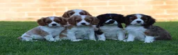 Mixed Breed dogs for sale: Playful Pugalier puppies for sale!  - Advert 27
