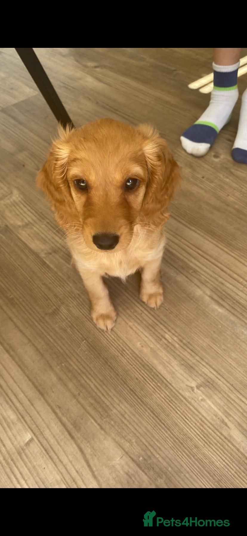 Cockapoo dogs Last little gorgeous girl  - Advert 1