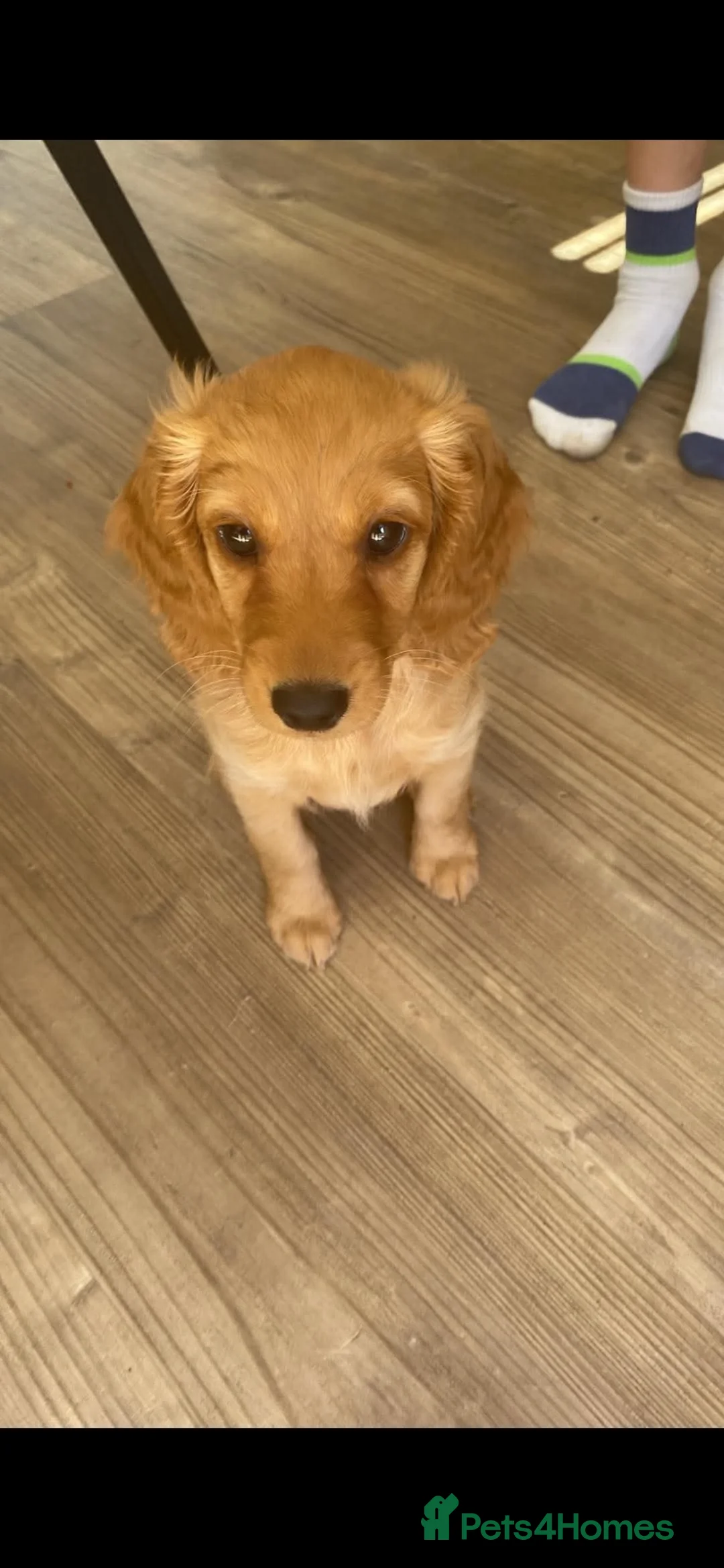Cockapoo dogs for sale: Last little gorgeous girl  - Advert 1