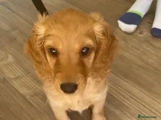 Cockapoo dogs Last little gorgeous girl - Advert 1