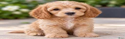 Cockapoo dogs for sale: F1 Toy Red Cockapoo Puppies - Advert 8