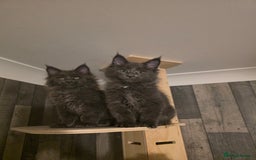 Maine Coon cats for sale: Maine Coon kittens avaliable - Image 2