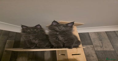 Maine Coon cats - Advert 2