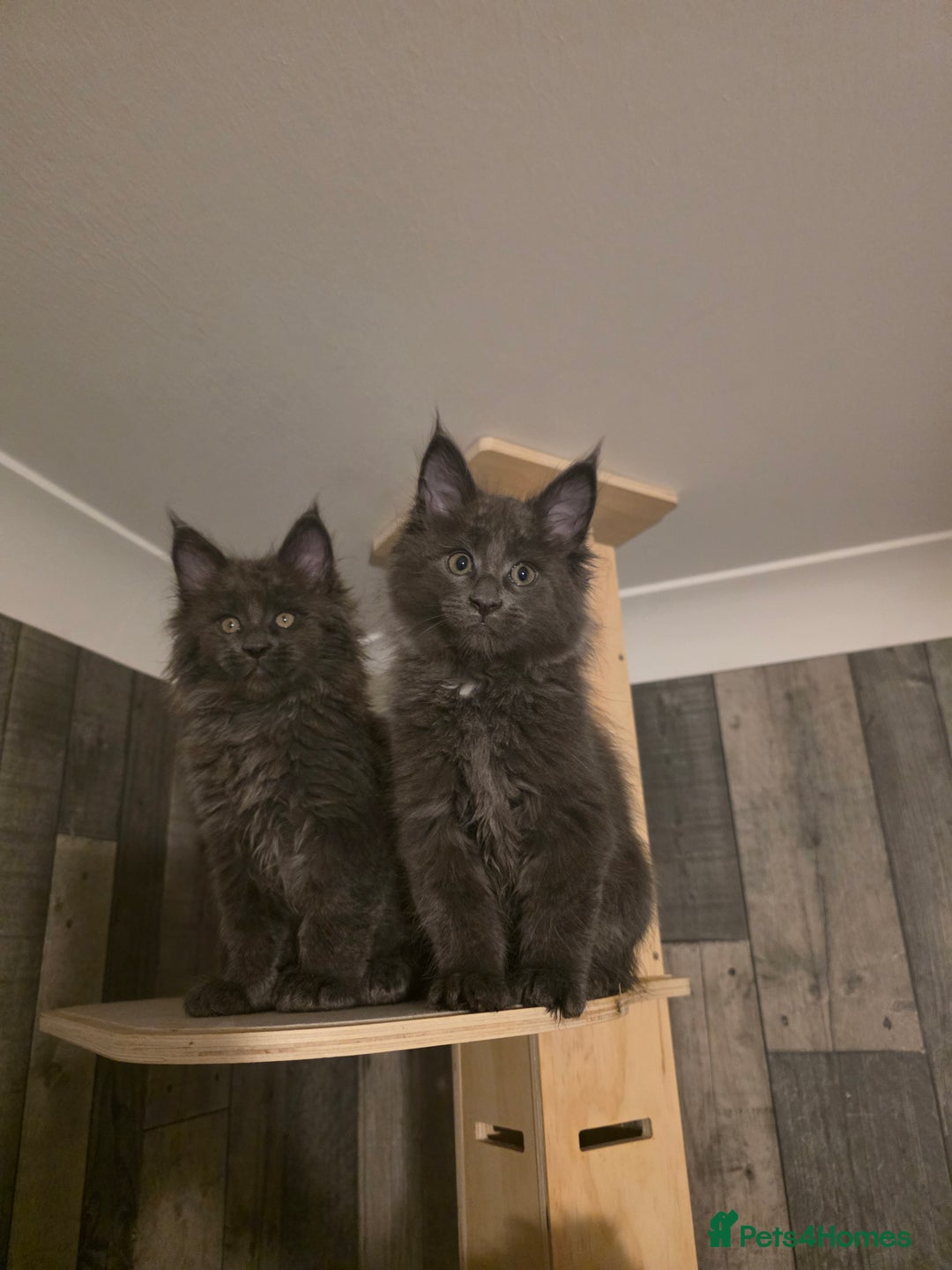 Maine Coon cats for sale: Maine Coon kittens avaliable - Image 2