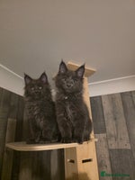Maine Coon cats - Advert 1