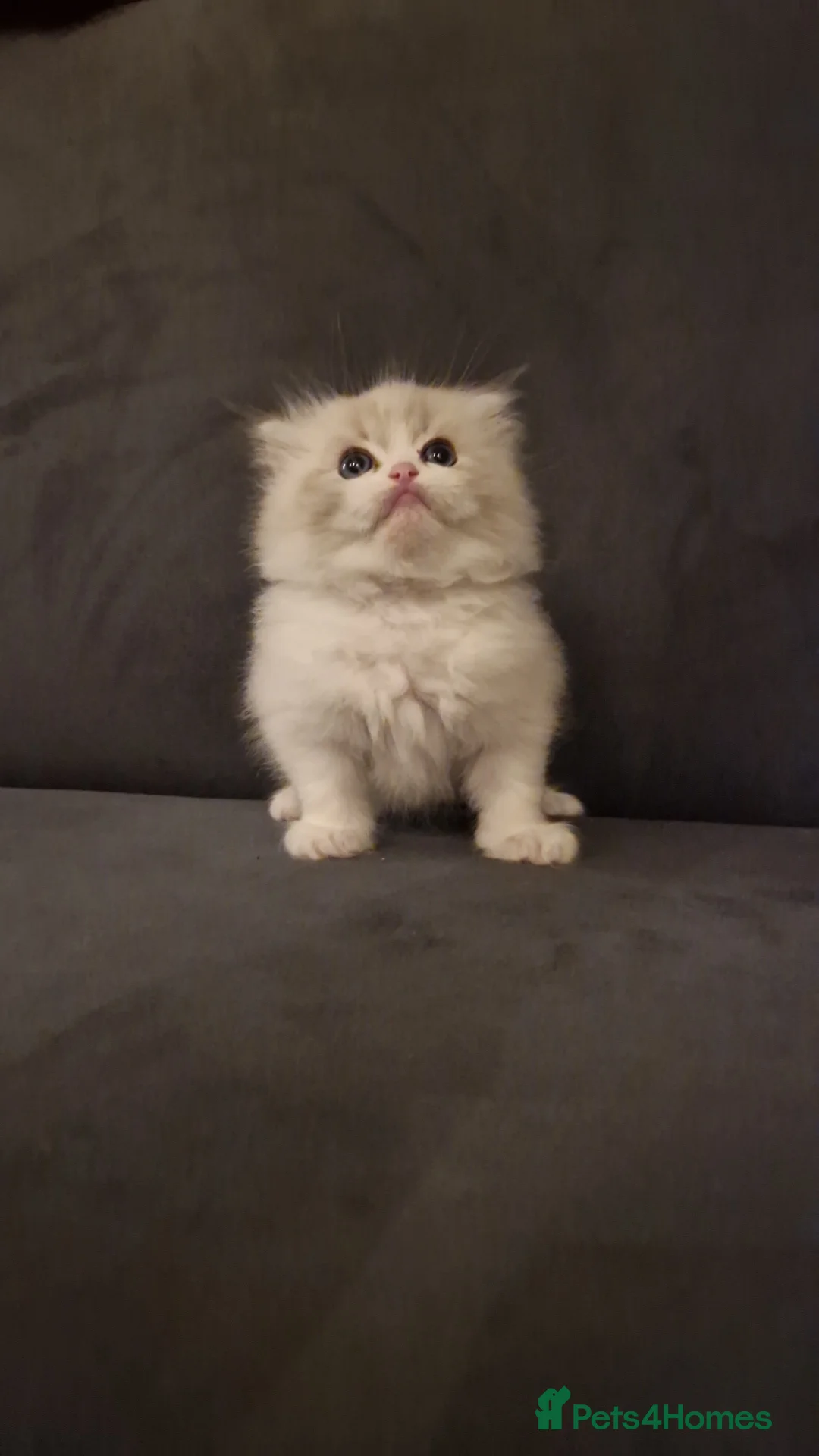 Ragdoll cats for sale: Show quality Ragdoll kittens  - Advert 10