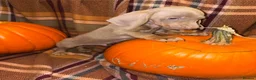 Miniature Dachshund dogs for sale: Dachshund Puppies - Advert 10