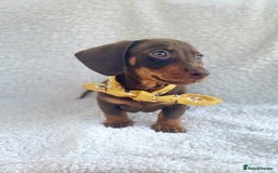 Miniature Dachshund dogs for stud: KC Registered Miniature Smooth Haired Stud - Image 6