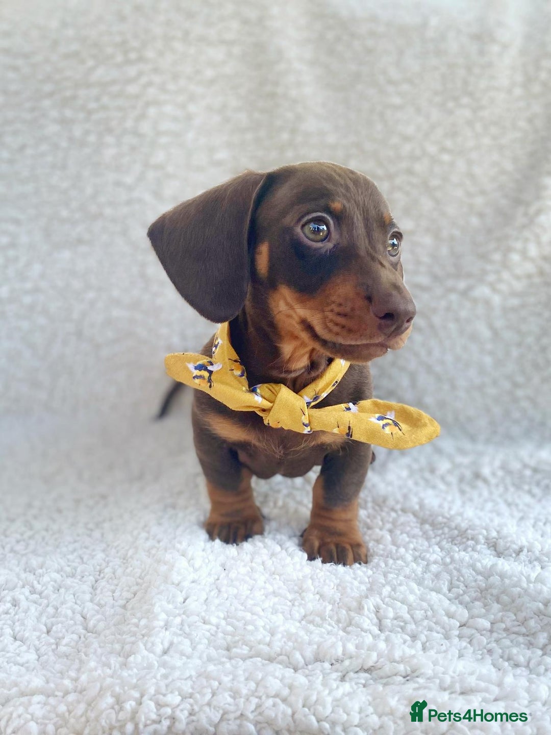 Miniature Dachshund dogs for stud: KC Registered Miniature Smooth Haired Stud - Image 6