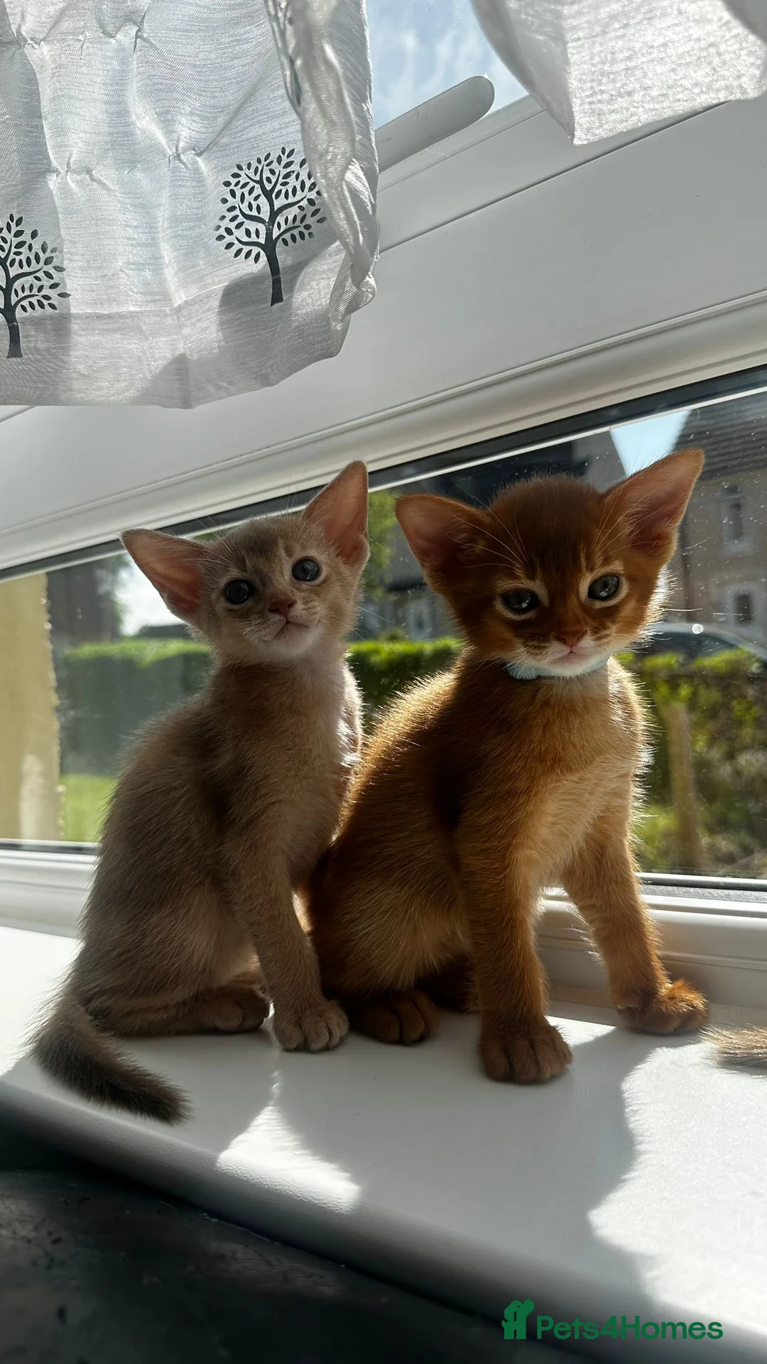Abyssinian cats for sale: Abyssinian kittens  - Advert 33
