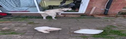 Akita dogs for sale: Stunning Pure White Akita Puppies  in Luton - Advert 7