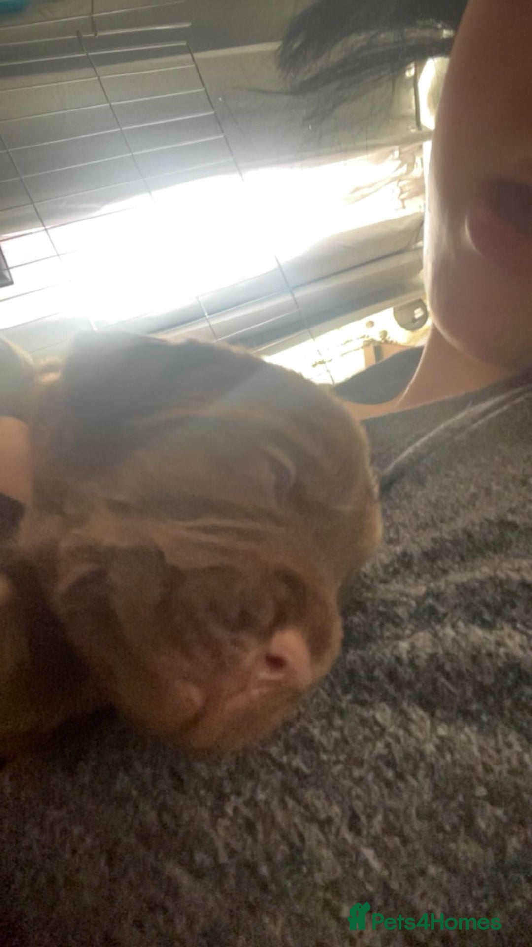 Mixed Breed dogs for sale: SHAR PEI CROSS LABDOODLE CROSS SPROCKER PUPS - Image 7
